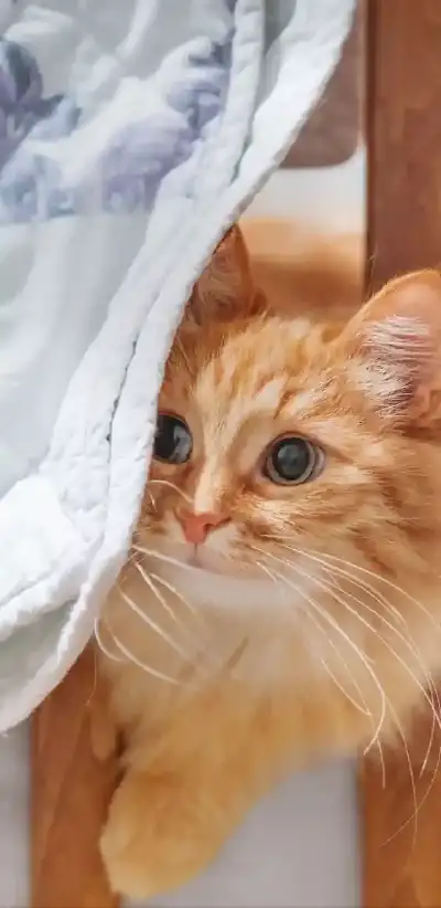 animal