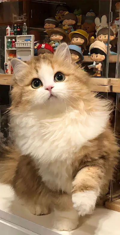 cat