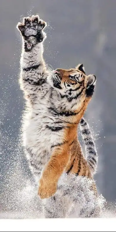 animal