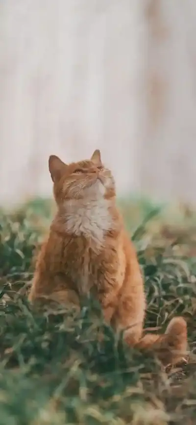 animal