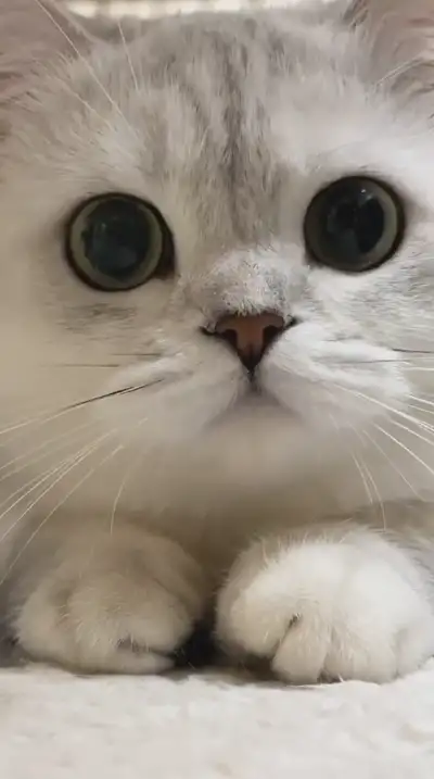 animal