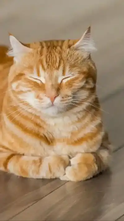 animal
