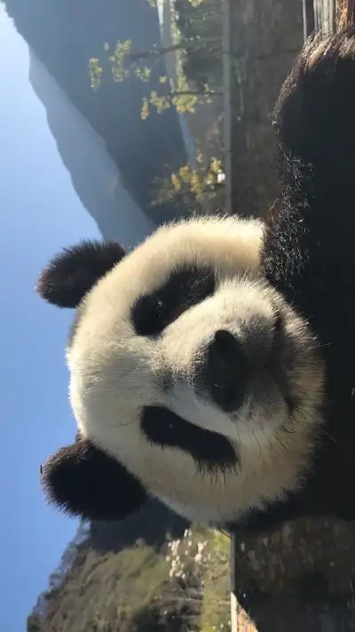 animal