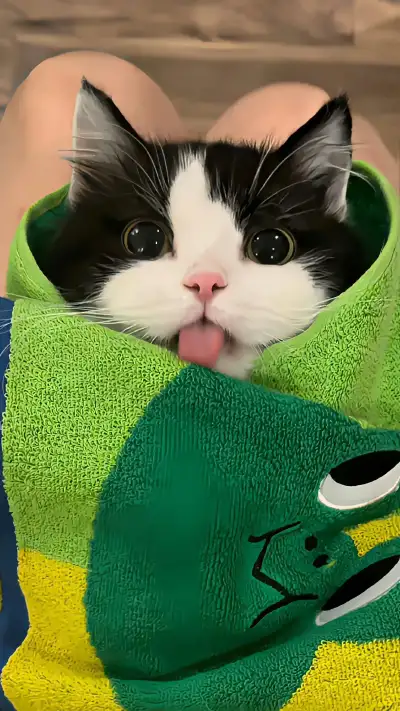 cute animal