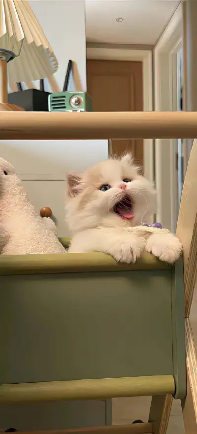 cat