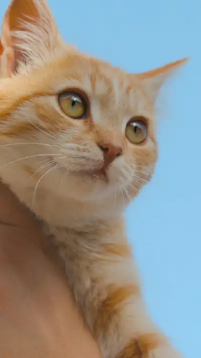 animal