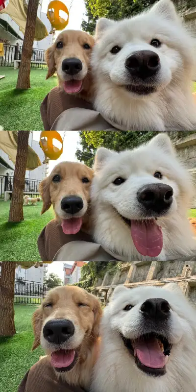animal