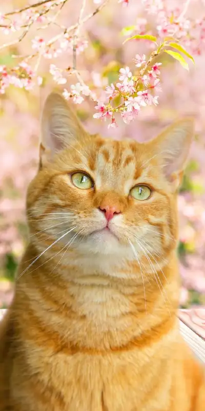 animal
