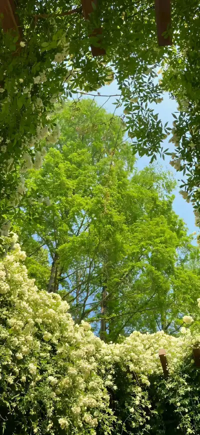 nature