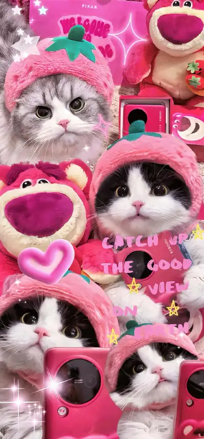cat