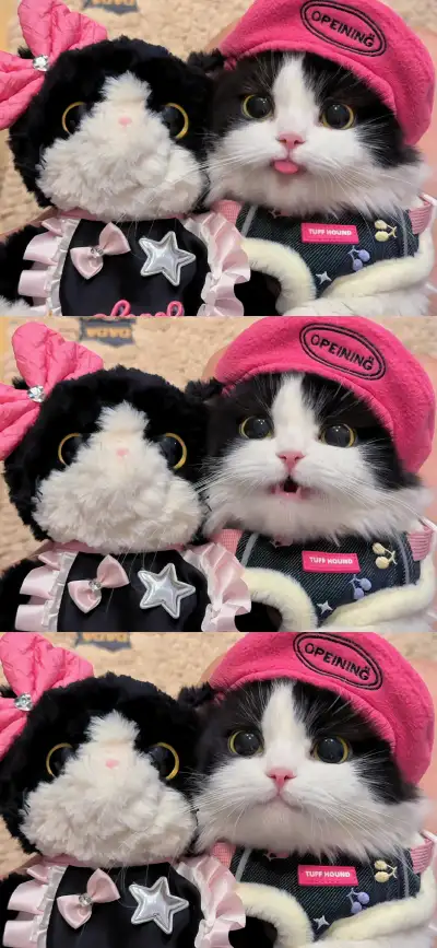 cat