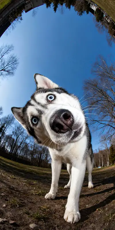 pet