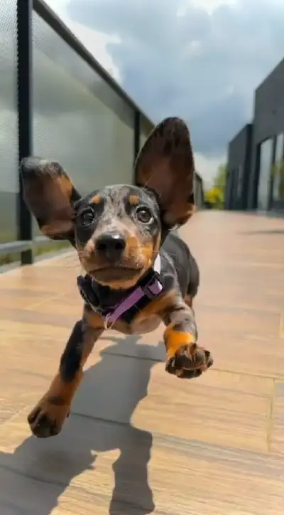 animal