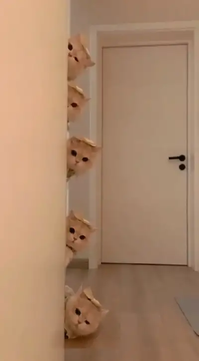 animal