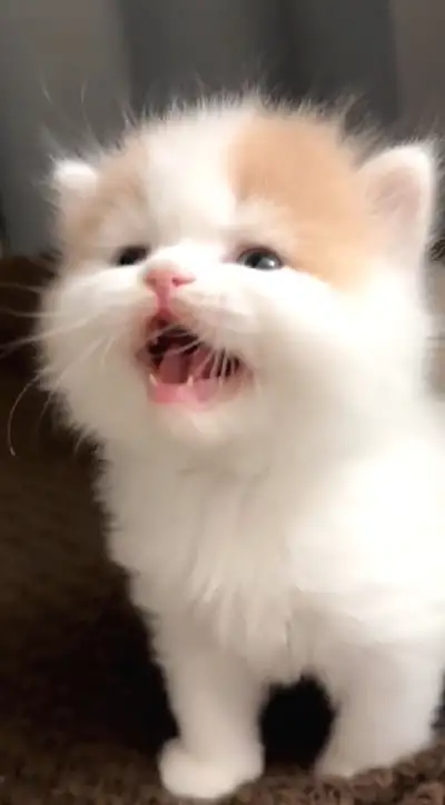 animal