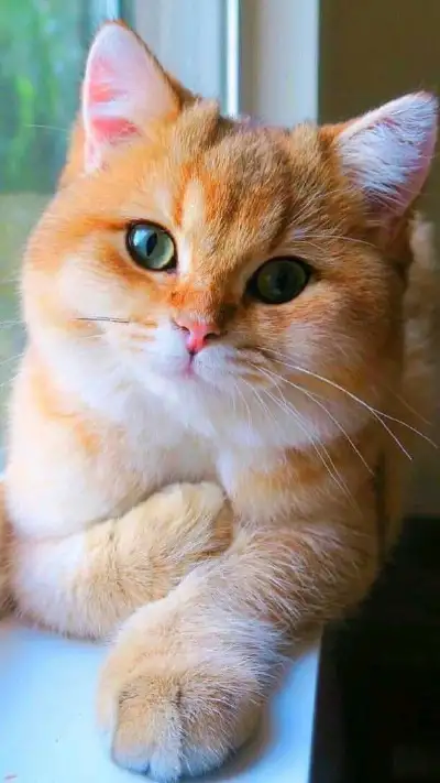 animal