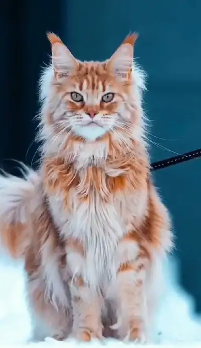 animal