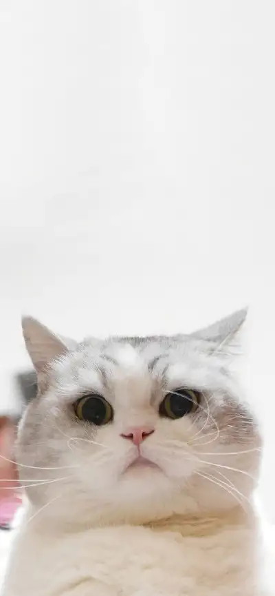 animal