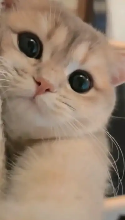 animal
