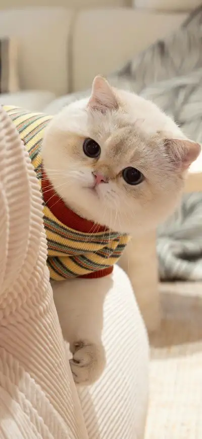 animal