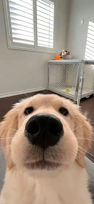 animal
