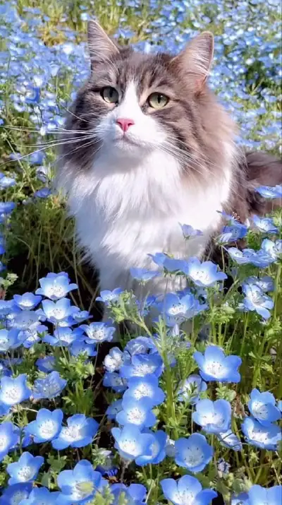 animal