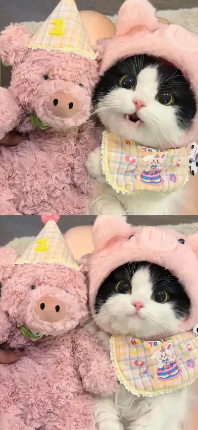 cat