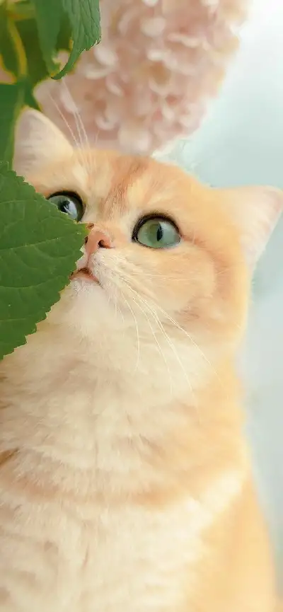 animal