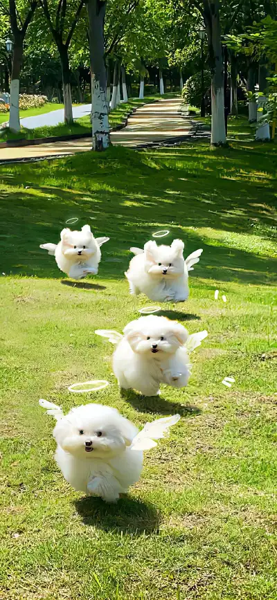 animal