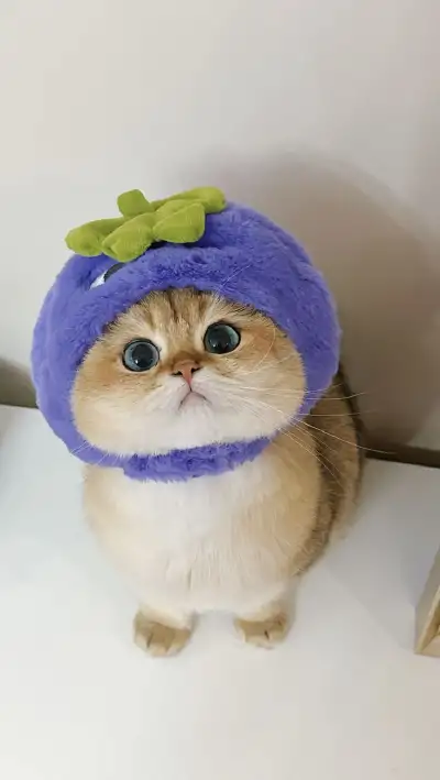 animal