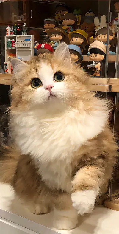 animal