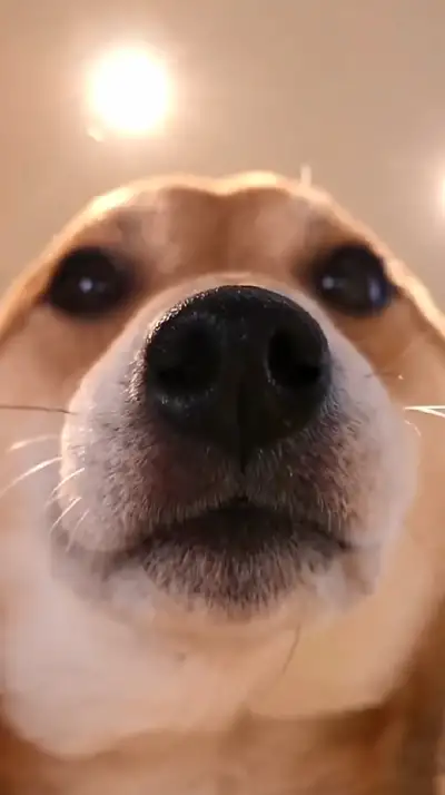 animal