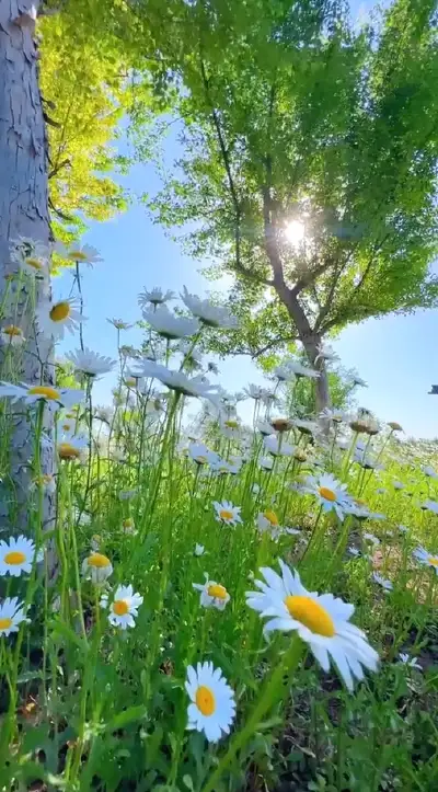 nature