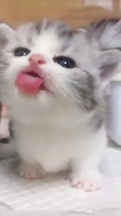 animal